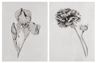 JOANNA WEBSTER, Iris and Ranunculus