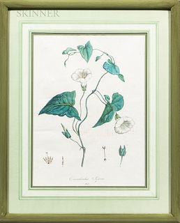 Eight Framed Botanical Prints