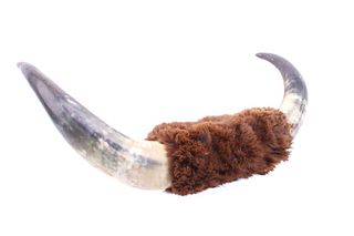 Early 1900's Beaver Wrapped Longhorn Steer Horns