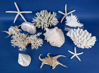 Group of Twelve Tropical Shells and Coral