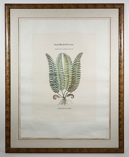 LARGE HAND COLORED ENGRAVING OF A FERN AFTER PIETRO MATTIOLI