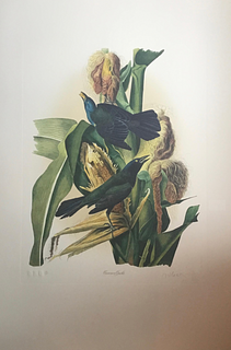 Audubon Common Gackle by M. Bernard Loates
