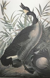 Audubon Canadian Goose by Bernard Loates