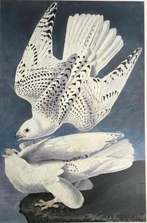 Audubon Gyr Falcon by Bernard Loates