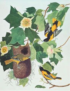 Audubon Baltimore Oriole by Bernard Loates