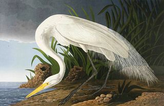 Audubon Snowy Egret by Bernard Loates