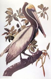 Audubon Brown Pelican by Bernard Loates