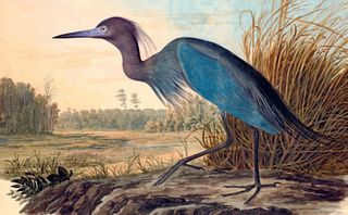 Audubon Little Blue Heron by Bernard Loates
