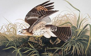 Audubon Red Shouldered Hawk by Bernard Loates