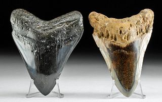 Lot of 2 Polished & Fossilized Megalodon Teeth