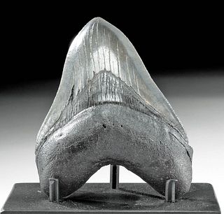 Pretty Fossilized Megalodon Tooth