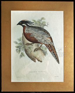 Gould Lithograph - Phasianus Pucrasia - 1831