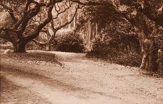 Small Antique Photo UC Berkeley LeConte Oaks c1910