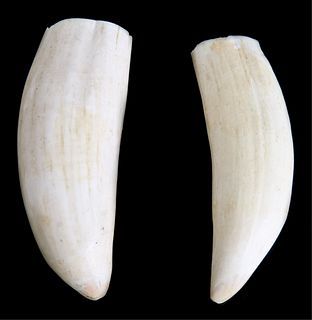 Two Sperm Whale Teeth