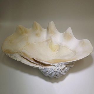 Giant Clam Shell.