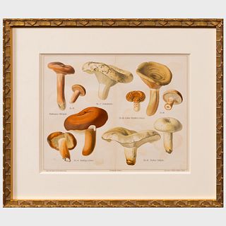 Walter MÃ¼ller (1847-1927): Mushrooms: Twenty Plates