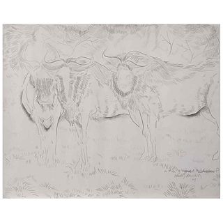 HÉCTOR XAVIER, Bisontes, Signed and dated 61, Silverpoint on paper, 15.9 x 20" (40.4 x 51 cm)