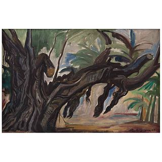 RAÚL ANGUIANO, Árbol viejo, Signed and dated 67, Oil on canvas, 15.7 x 23.6" (40 x 60 cm)