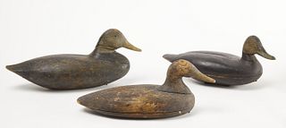 Three Early Black Duck Decoys