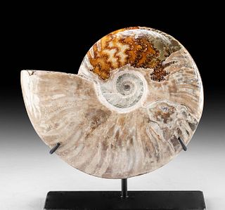 Large Fossilized Ammonite w/ Stunning Iridescence