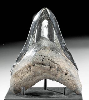 5.5 Inch Fossilized Megalodon Tooth w/ Pyrite