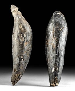 Fossilized Extinct Whale Teeth (pr)