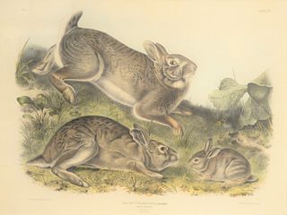 After John James Audubon (American, 1785 - 1851), Grey Rabbit, plate XXII, large folio lithograph with hand-coloring on paper, 20" x 26 1/4". Publishe