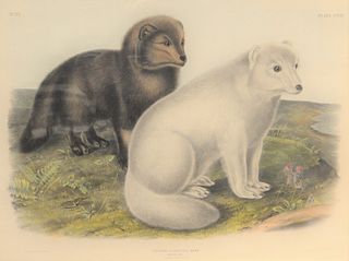 After John James Audubon (American, 1785 - 1851), Arctic Fox, plate CXXI, large folio lithograph with hand-coloring on paper, sight size: 20 1/4" x 26