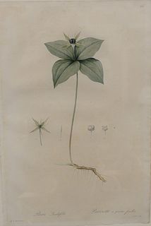 Group of Two Lithographs After Pierre-Joseph Redoute, framed botanicals, hand-colored, to include "Witsenia Maura" and "Paris Quadrifolia", sheet size