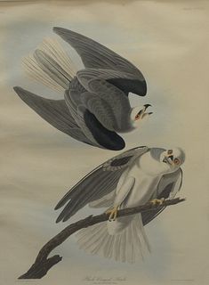 After John James Audubon (American, 1785 - 1851), "Black-Winged Hawk", plate CCCLII, hand-colored aquatint engraving on J. Whatman paper with the 'J. 
