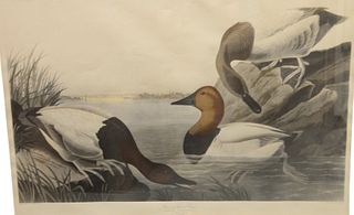 After John James Audubon (American, 1785 - 1851), "Canvas Backed Duck", plate CCCI, reproduction lithograph in colors on paper, published by the Artis