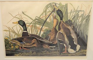 Reproduction after John James Audubon, "Mallard Duck", offset lithograph in color on paper, image size: 23 1/2" x 35 1/2".
