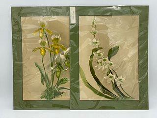 Two Chromolithographs, Orchids