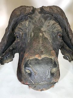 Taxidermy Head of an African or Cape Buffalo