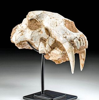 Fossilized Asian Sabertooth Skull Machairodus Horriblis