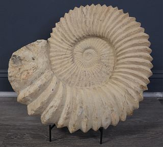 FOSSIL. Ammonite Fossil on Stand.