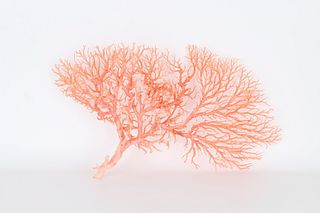 Large Angel Skin Coral Tree Speciman