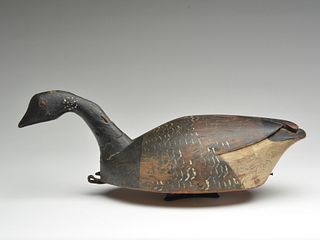 Swimming brant from the New London area of Prince Edward Island, circa 1900.