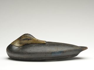 Very early hollow carved black duck in sleeping pose, Albert Laing, New York, New York and Stratford, Connecticut, mid 19th century.