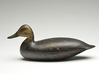 Black duck, Harry V. Shourds, Tuckerton, New Jersey.