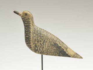 Exceptional black bellied plover in transitional plumage from Nantucket Island, Massachusetts, last quarter 19th century.