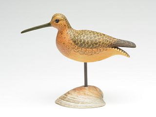 Dowitcher in breeding plumage on original clam shell base, Cigar Daisey, Chincoteague, Virginia.