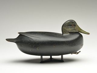 Black duck, William Quinn, Yardley, Pennsylvania.
