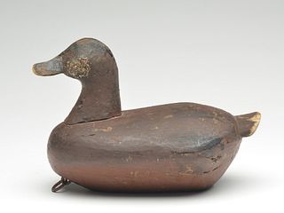 Ruddy duck drake, Alvirah Wright, Duck, North Carolina, 1st quarter 20th century.