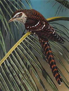 H. Douglas Pratt (B. 1944) "Long-tailed Cuckoo"