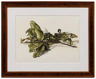 Jose d'Apice (Brazilian, b.1949) 'Bay Leaves from Laurel Tree' Colored Pencil on Paper