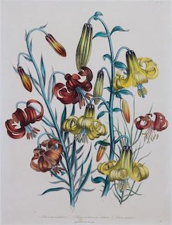 A Collection of Handcolored Botanical Engravings Height of largest frame 16 1/4 x width 19 1/4 inches.