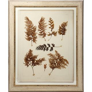 Two Late 19th/early 20th Mounted Pressed Plants.