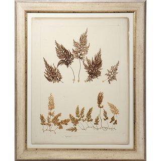 Two Late 19th/early 20th Mounted Pressed Plants.