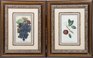 Framed Botanical Prints